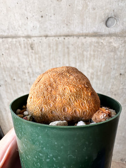 【現品限り】プセウドリトス・クビフォルメ【H51】 Pseudolithos cubiforme