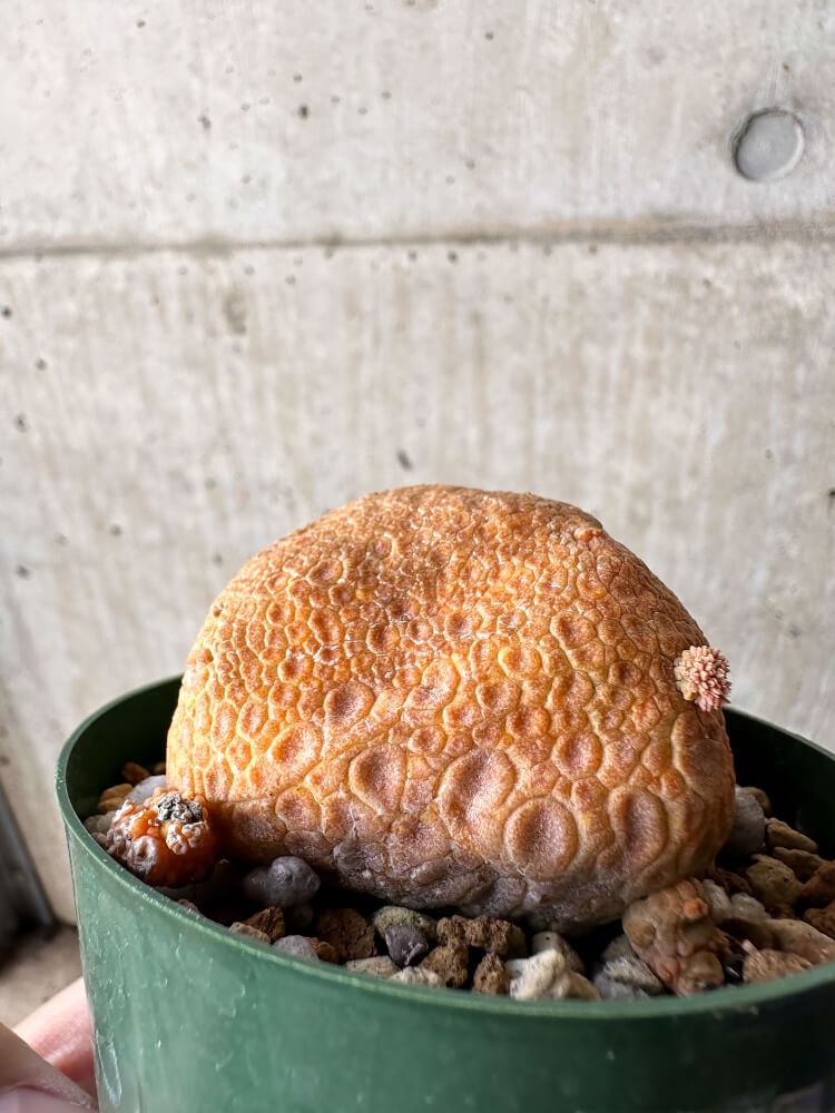 現品限り】プセウドリトス・クビフォルメ【H51】 Pseudolithos