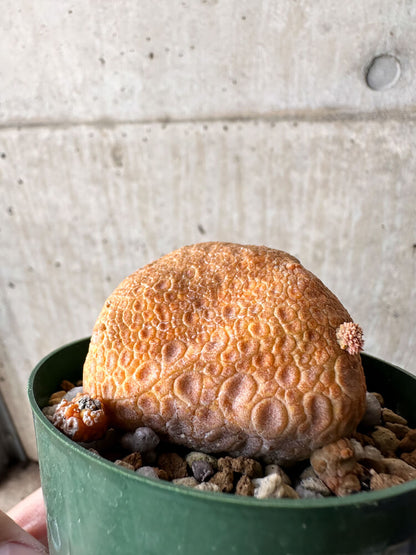 【現品限り】プセウドリトス・クビフォルメ【H51】 Pseudolithos cubiforme