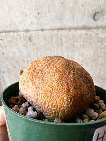 【現品限り】プセウドリトス・クビフォルメ【H51】 Pseudolithos cubiforme