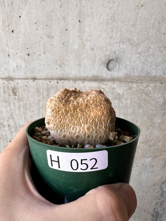 【現品限り】プセウドリトス・クビフォルメ【H52】 Pseudolithos cubiforme