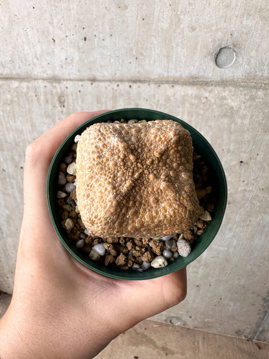 【現品限り】プセウドリトス・クビフォルメ【H52】 Pseudolithos cubiforme