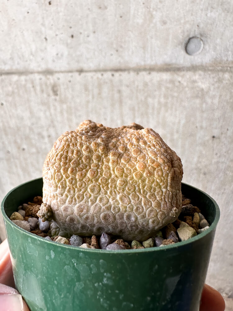 【現品限り】プセウドリトス・クビフォルメ【H52】 Pseudolithos cubiforme