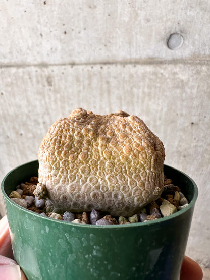 【現品限り】プセウドリトス・クビフォルメ【H52】 Pseudolithos cubiforme