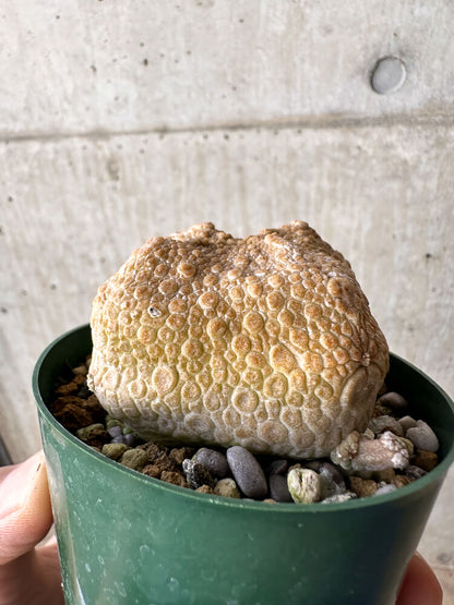 【現品限り】プセウドリトス・クビフォルメ【H52】 Pseudolithos cubiforme