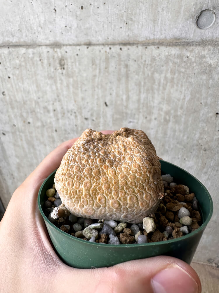 【現品限り】プセウドリトス・クビフォルメ【H52】 Pseudolithos cubiforme