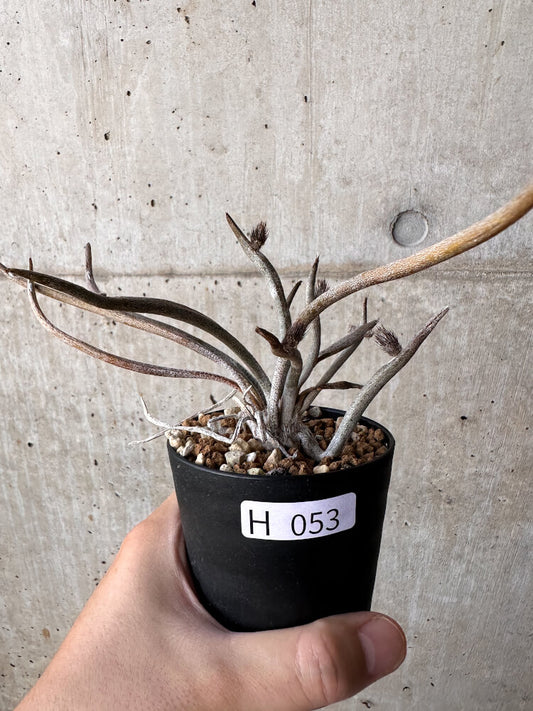 【現品限り】アストロフィツム・カプトメデューサ【H53】 Astrophytum caput-medusae
