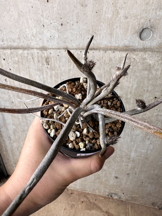 【現品限り】アストロフィツム・カプトメデューサ【H53】 Astrophytum caput-medusae