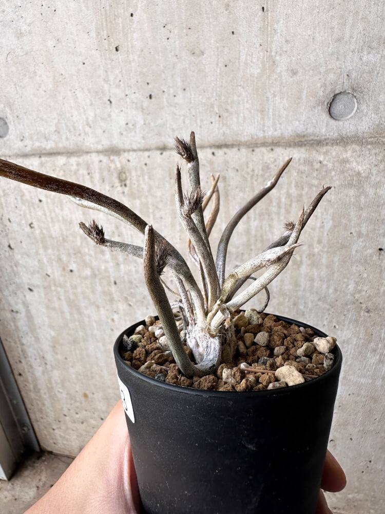 【現品限り】アストロフィツム・カプトメデューサ【H53】 Astrophytum caput-medusae
