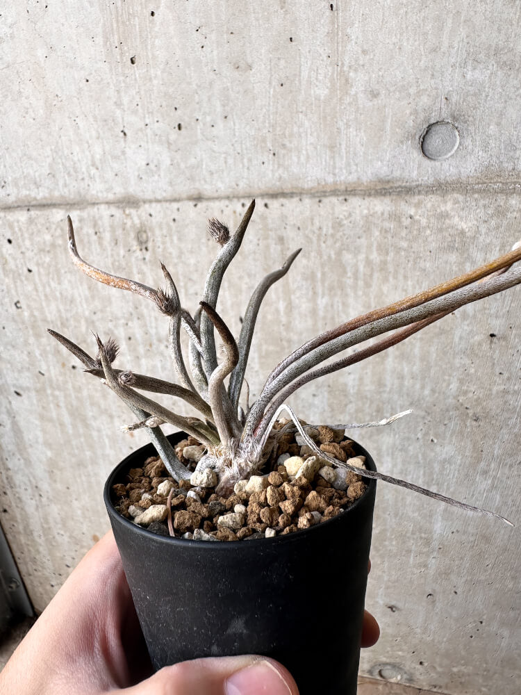 【現品限り】アストロフィツム・カプトメデューサ【H53】 Astrophytum caput-medusae