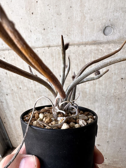 【現品限り】アストロフィツム・カプトメデューサ【H53】 Astrophytum caput-medusae
