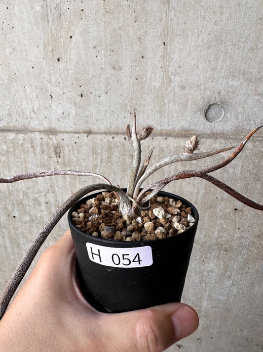 【現品限り】アストロフィツム・カプトメデューサ【H54】 Astrophytum caput-medusae