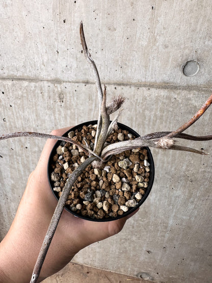 【現品限り】アストロフィツム・カプトメデューサ【H54】 Astrophytum caput-medusae