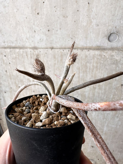 【現品限り】アストロフィツム・カプトメデューサ【H54】 Astrophytum caput-medusae