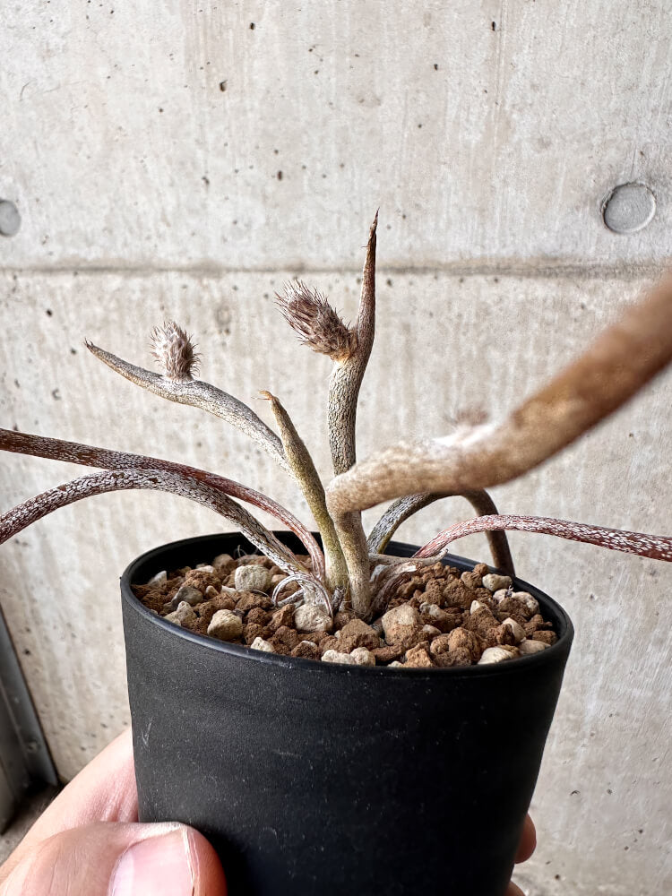 【現品限り】アストロフィツム・カプトメデューサ【H54】 Astrophytum caput-medusae