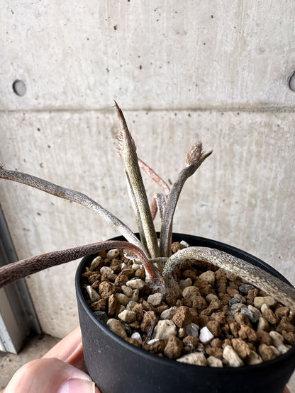 【現品限り】アストロフィツム・カプトメデューサ【H54】 Astrophytum caput-medusae