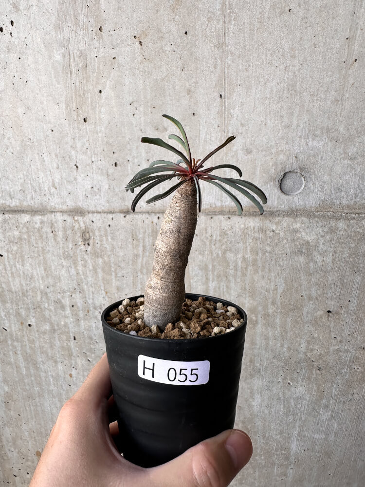 【現品限り】ユーフォルビア・シレニフォリア【H55】 Euphorbia silenifolia