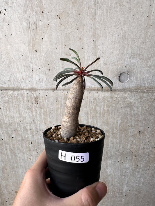 【現品限り】ユーフォルビア・シレニフォリア【H55】 Euphorbia silenifolia