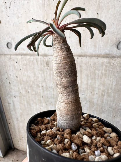 【現品限り】ユーフォルビア・シレニフォリア【H55】 Euphorbia silenifolia
