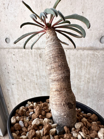 【現品限り】ユーフォルビア・シレニフォリア【H55】 Euphorbia silenifolia