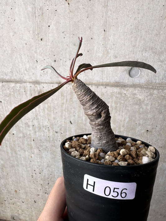 【現品限り】ユーフォルビア・シレニフォリア【H56】 Euphorbia silenifolia