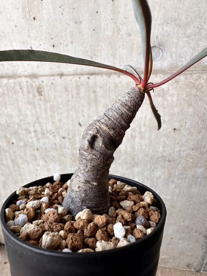 【現品限り】ユーフォルビア・シレニフォリア【H56】 Euphorbia silenifolia