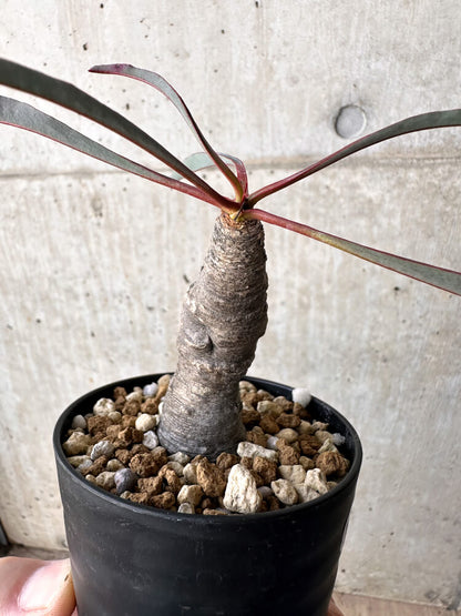 【現品限り】ユーフォルビア・シレニフォリア【H56】 Euphorbia silenifolia