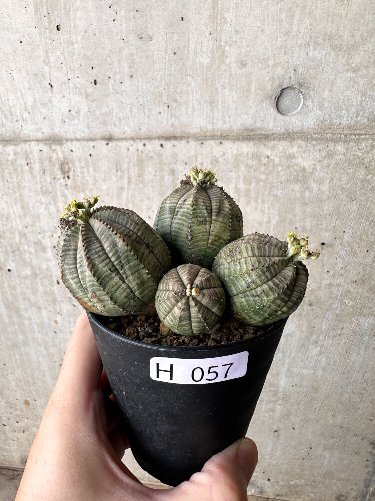 【現品限り】ユーフォルビア・オベサ 多頭【H57】 Euphorbia obesa