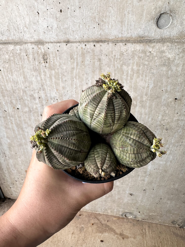 【現品限り】ユーフォルビア・オベサ 多頭【H57】 Euphorbia obesa