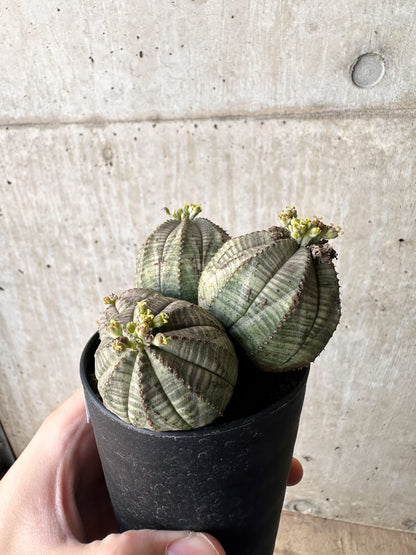 【現品限り】ユーフォルビア・オベサ 多頭【H57】 Euphorbia obesa