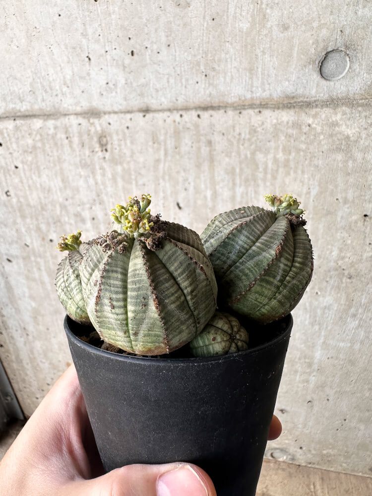 【現品限り】ユーフォルビア・オベサ 多頭【H57】 Euphorbia obesa