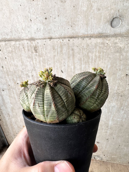 【現品限り】ユーフォルビア・オベサ 多頭【H57】 Euphorbia obesa