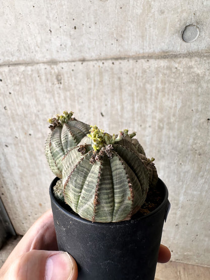 【現品限り】ユーフォルビア・オベサ 多頭【H57】 Euphorbia obesa