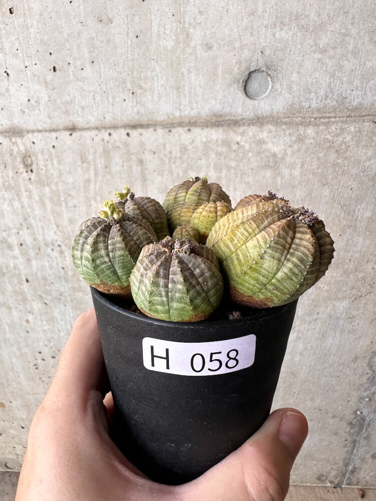 現品限り】ユーフォルビア・オベサ 多頭【H58】 Euphorbia obesa 塊根