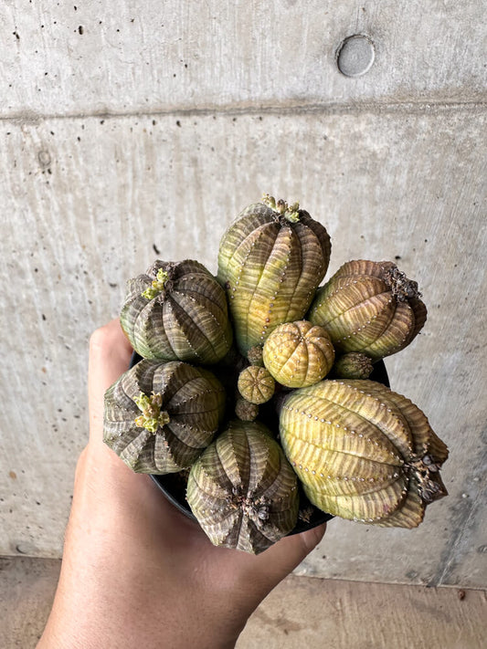 【現品限り】ユーフォルビア・オベサ 多頭【H58】 Euphorbia obesa