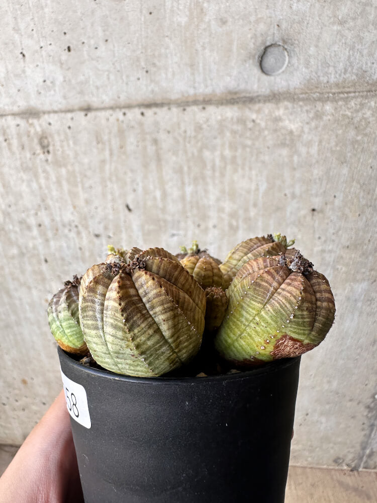 【現品限り】ユーフォルビア・オベサ 多頭【H58】 Euphorbia obesa