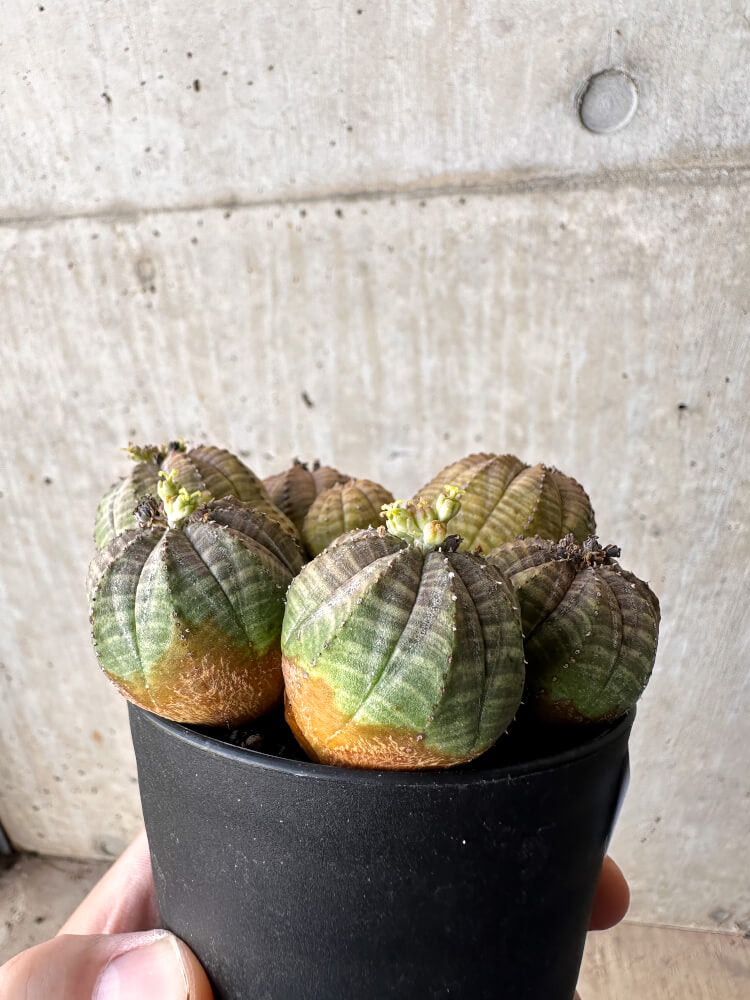現品限り】ユーフォルビア・オベサ 多頭【H58】 Euphorbia obesa 塊根