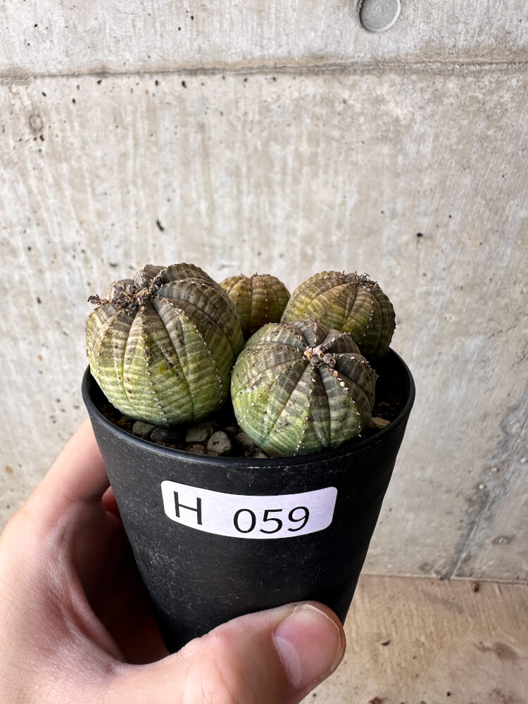 【現品限り】ユーフォルビア・オベサ 多頭【H59】 Euphorbia obesa