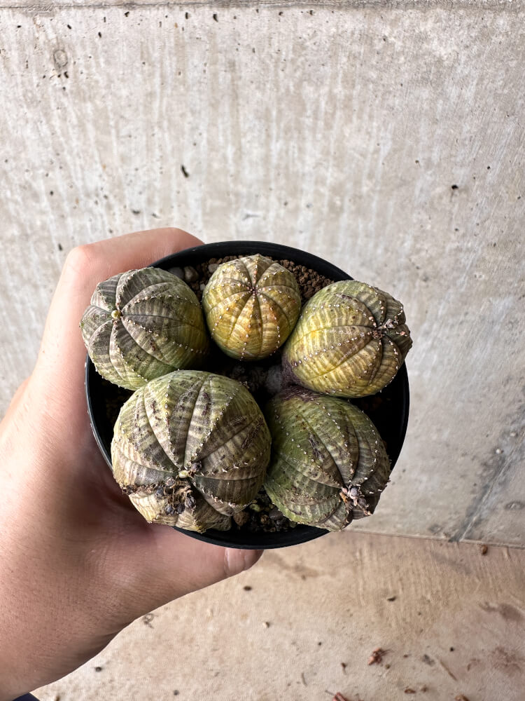 【現品限り】ユーフォルビア・オベサ 多頭【H59】 Euphorbia obesa