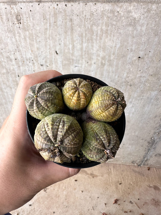 【現品限り】ユーフォルビア・オベサ 多頭【H59】 Euphorbia obesa