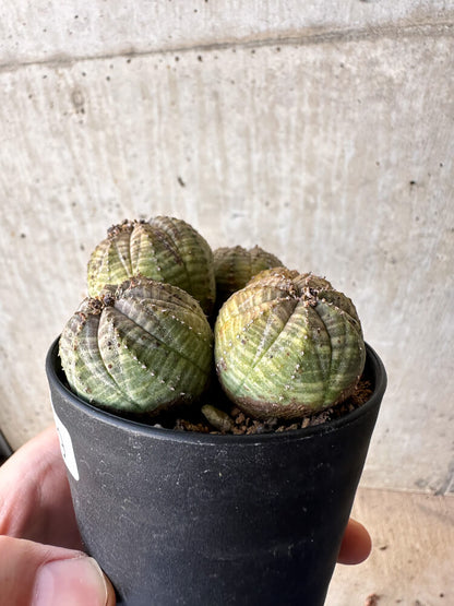 【現品限り】ユーフォルビア・オベサ 多頭【H59】 Euphorbia obesa