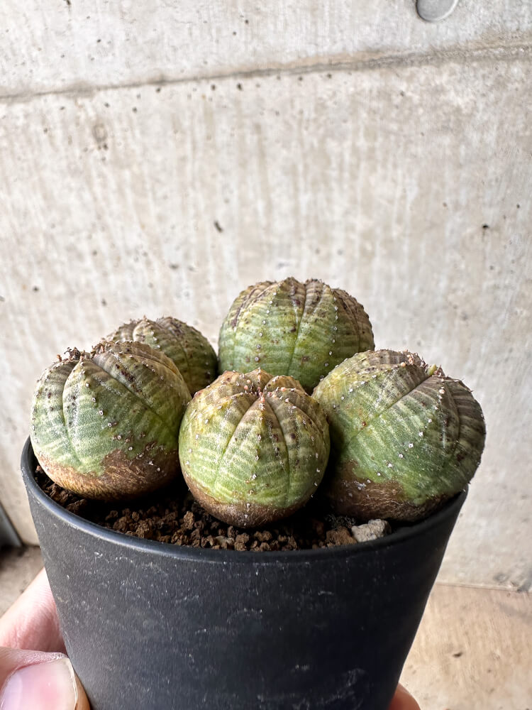 【現品限り】ユーフォルビア・オベサ 多頭【H59】 Euphorbia obesa