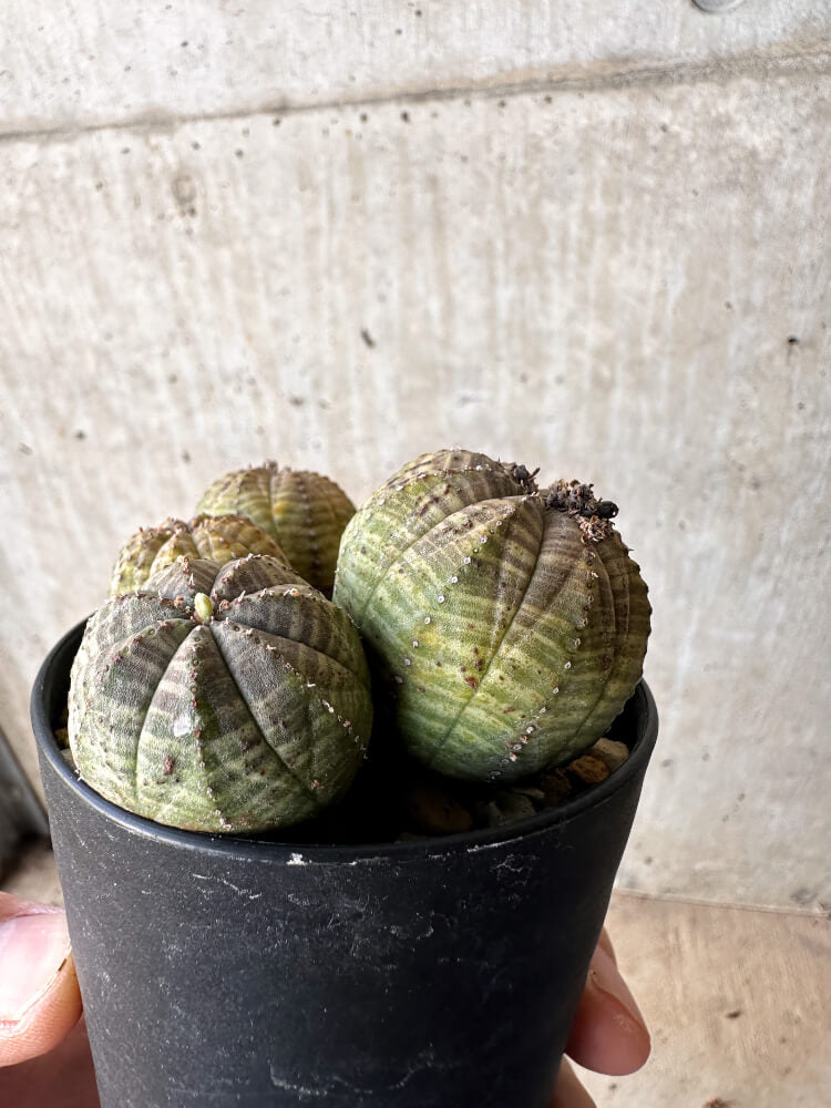 現品限り】ユーフォルビア・オベサ 多頭【H59】 Euphorbia obesa 塊根