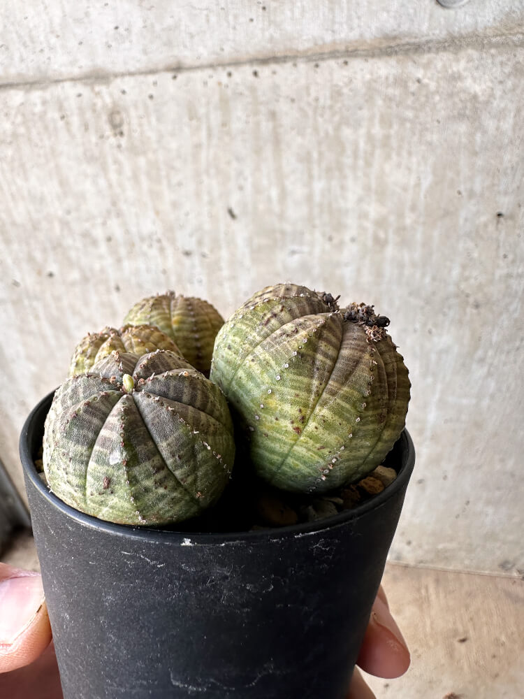 【現品限り】ユーフォルビア・オベサ 多頭【H59】 Euphorbia obesa