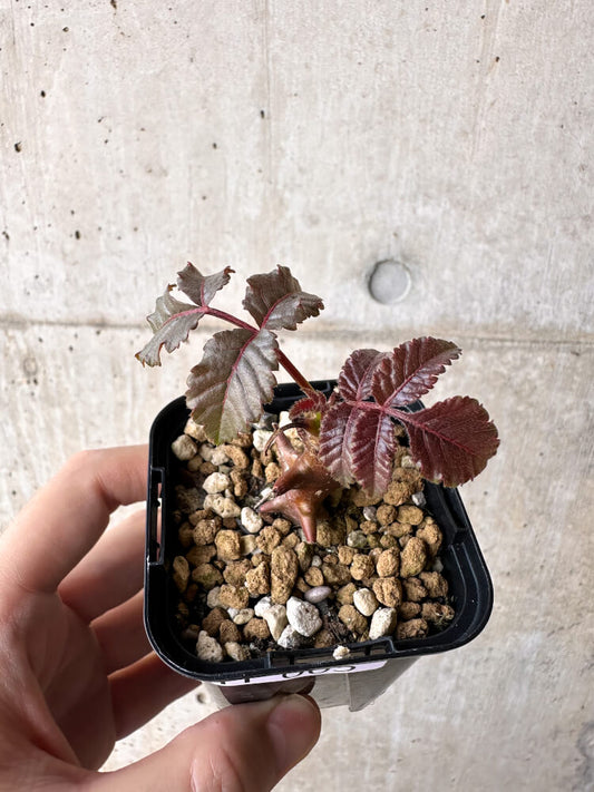 【現品限り】ベイセリア・メキシカーナ【H5】 Beiselia mexicana