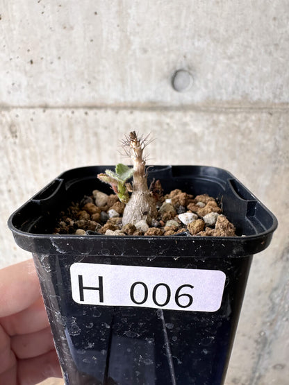 【現品限り】ヤトロファ・マルギナータ【H6】 Jatropha marginata