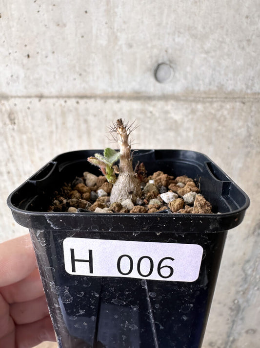 【現品限り】ヤトロファ・マルギナータ【H6】 Jatropha marginata