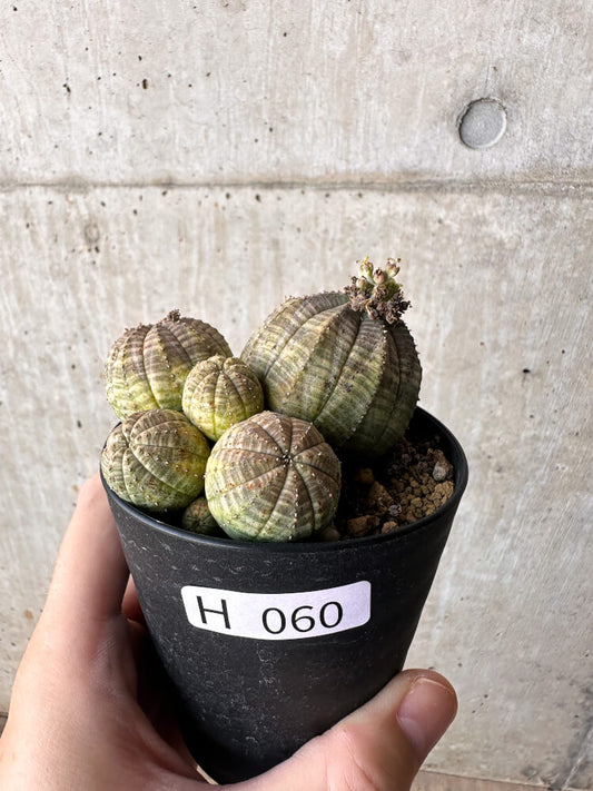 【現品限り】ユーフォルビア・オベサ 多頭【H60】 Euphorbia obesa
