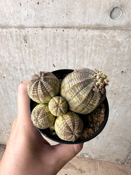 【現品限り】ユーフォルビア・オベサ 多頭【H60】 Euphorbia obesa