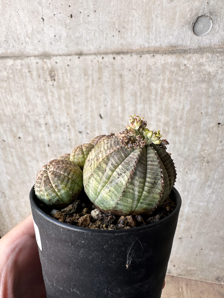 【現品限り】ユーフォルビア・オベサ 多頭【H60】 Euphorbia obesa